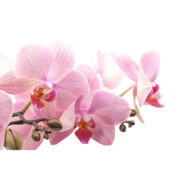 Pink Orchids 